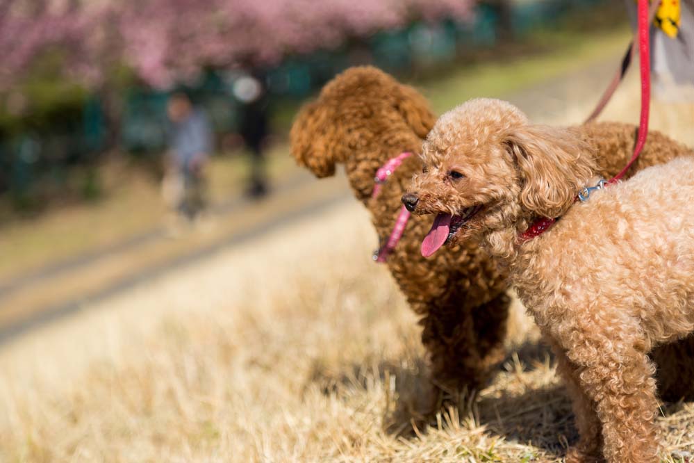 親犬に対する健康管理